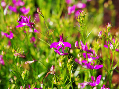 Lobelia pendula in full bloomの写真素材