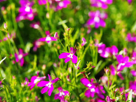 Lobelia pendula in full bloomの写真素材