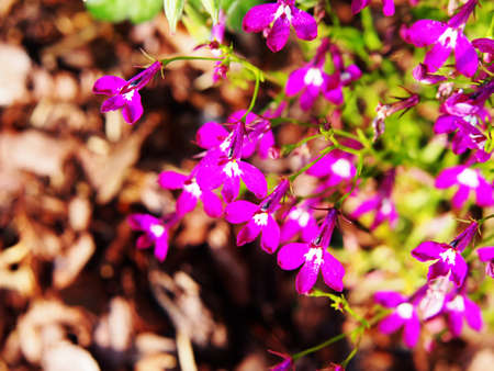 Lobelia pendula in full bloomの写真素材