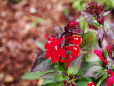 Lobelia cardinalis 'Queen Victoria' (syn. Lobelia fulgens) - cardinal flowerの写真素材