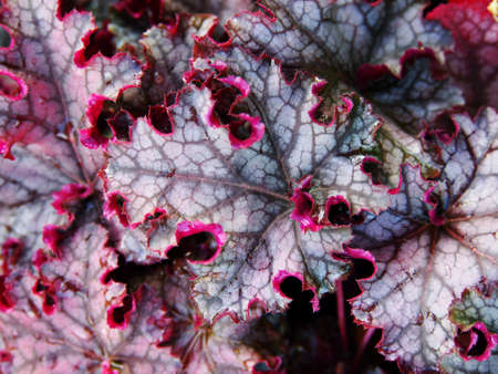 Heucherella 'Can Can' - foamy bellsの写真素材