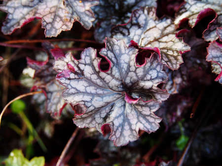 Autumn shot of Heuchera 'Blackberry Jam' (alumroot, coral bells)の写真素材
