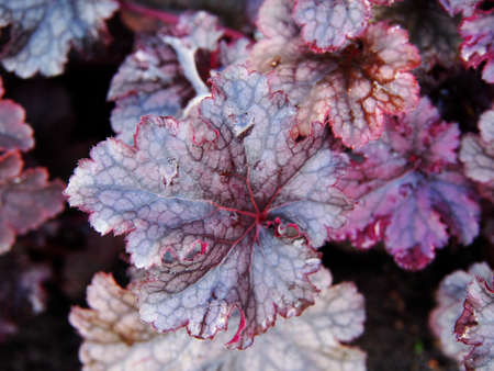 Heuchera 'Purple Forever' - alumroot, coral bellsの写真素材
