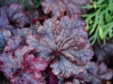 Heuchera 'Purple Forever' - alumroot, coral bellsの写真素材