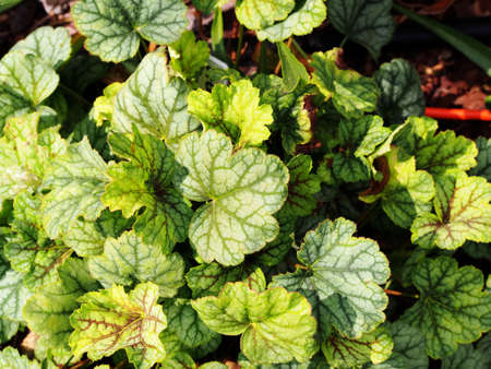 Coral bells, alumroot - Heuchera 'Green Spice'の写真素材
