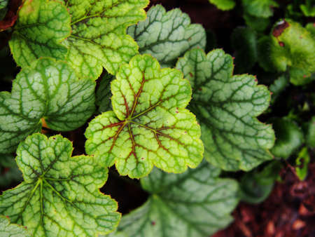 Coral bells, alumroot - Heuchera 'Green Spice'の写真素材