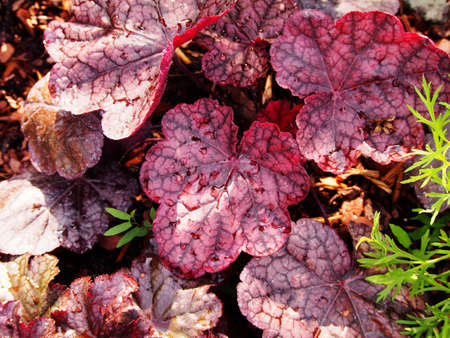 Purple coral bells, alumroot - Heuchera 'Magnum'の写真素材