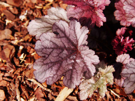 Purple coral bells, alumroot (Heuchera 'Milan')の写真素材