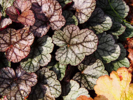 Heuchera 'Silver Scrolls' - alumroot, coral bells