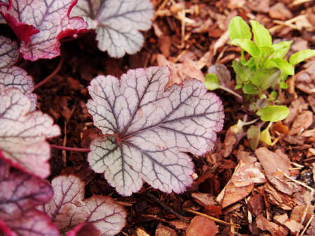 Heuchera 'Sugar Frosting' coral bells, alumrootの写真素材