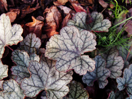 Heuchera 'Sugar Frosting' coral bells, alumrootの写真素材