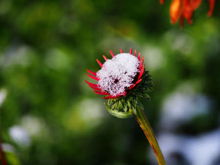 Late autumn shot of coneflower (Echinacea)の写真素材
