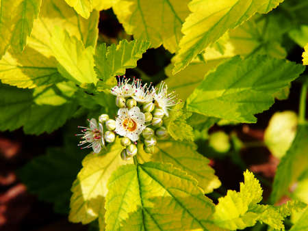 OLYMPUS DIGITAL CAMERAAutumn shot of Physocarpus opulifolius 'luteus' - Ninebarkの写真素材