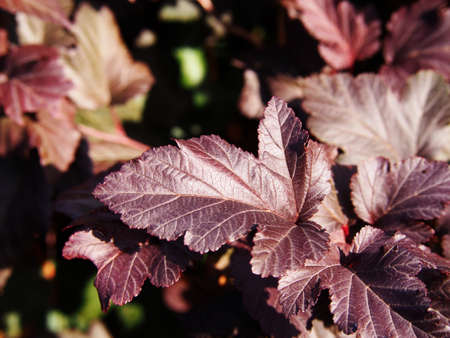 Physocarpus opulifolius 'Diabolo' - Ninebarkの写真素材
