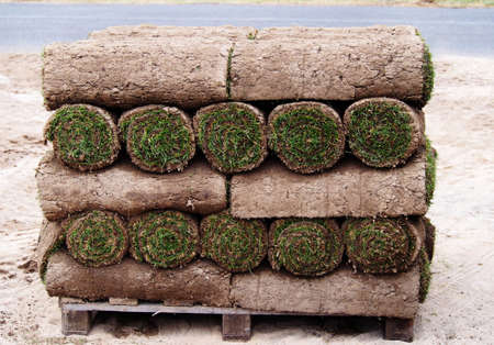 Carpet of turf - roll of sod - turf grass rollの写真素材