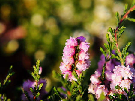 Calluna vulgaris 'HE Beale' - common heather, lingの写真素材