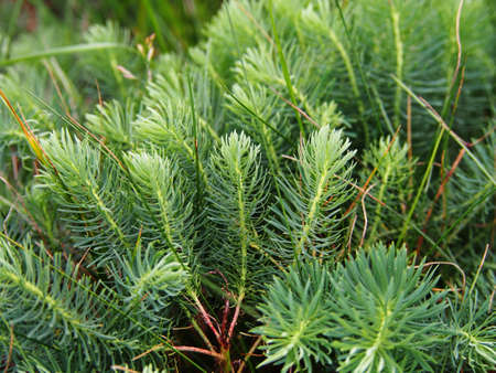 Autumn shot of Euphorbia cyparissias - cypress spurge