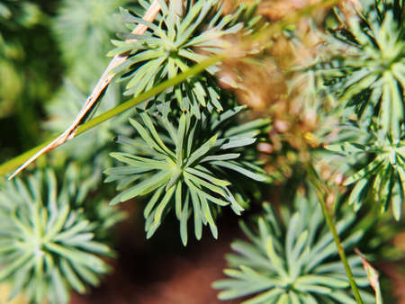 Autumn shot of Euphorbia cyparissias - cypress spurge
