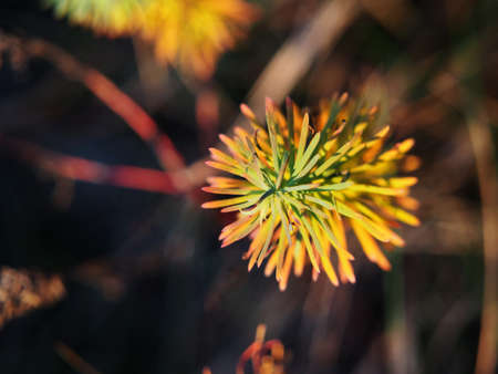 Autumn shot of Euphorbia cyparissias - cypress spurgeの写真素材