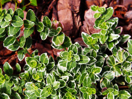 Fortune's spindle, winter creeper, wintercreeper - Euonymus fortunei 'Emerald Gaiety'の写真素材