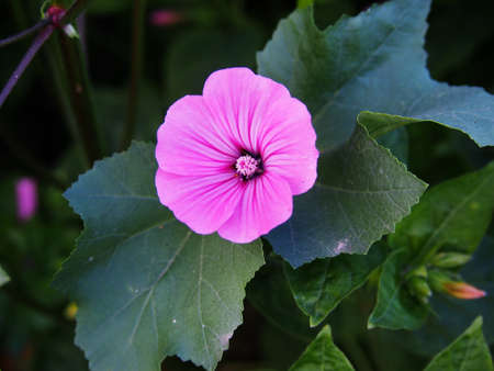 Lavater trimestris (syn. Althaea trimestris) - annual mallowの写真素材