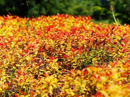 Spiraea japonica 'Goldflame' - Japanese meadowsweet, Japanese spiraeaの写真素材