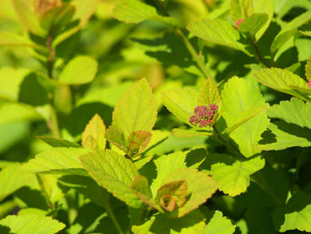 Spiraea japonica 'Goldmound' - Japanese meadowsweet, Japanese spiraea