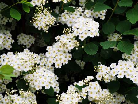 Spiraea betulifolia - white meadowsweet, birch leaf spirea