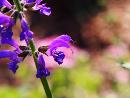 Salvia pratensis - meadow clary, sage meadowの写真素材