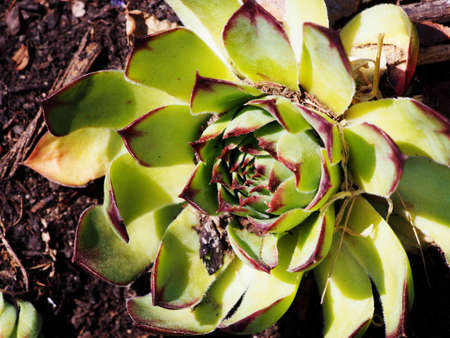 Sempervivum tectorum - Houseleek - Hen and Chick - rock garden