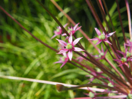 Allium schubertii - Schubert's allium in full bloomの写真素材