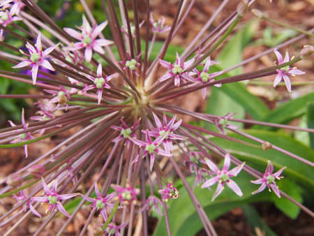 Allium schubertii - Schubert's allium in full bloomの写真素材