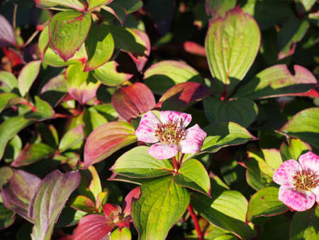 Cornus canadensis - Canadian dwarf cornel, Canadian bunchberry, quatre-temps, crackerberry, creeping dogwoodの写真素材