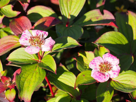 Cornus canadensis - Canadian dwarf cornel, Canadian bunchberry, quatre-temps, crackerberry, creeping dogwoodの写真素材