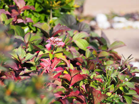 Cornus canadensis - Canadian dwarf cornel, Canadian bunchberry, quatre-temps, crackerberry, creeping dogwoodの写真素材