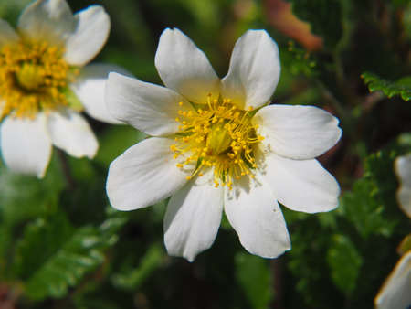 Dryas octopetala - mountain avens, eightpetal mountain-avens, white dryasの写真素材