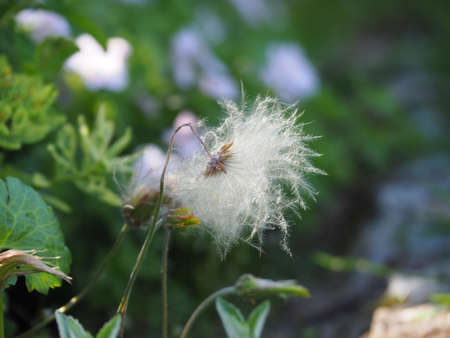 Dryas octopetala - mountain avens, eightpetal mountain-avens, white dryas