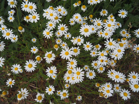 Matricaria chamomilla son. Matricaria recutita - chamomile. Camomile in full bloom, Poland.の写真素材