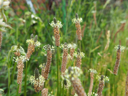 Plantago lanceolata - ribwort plantain, narrowleaf plantain, English plantain, ribleaf, lamb's tongueの写真素材