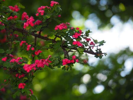 Crataegus - hawthorn, thornapple, May-tree, whitethorn, hawberryの写真素材