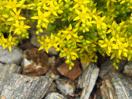 Sedum acre - goldmoss stonecrop, mossy stonecropの写真素材