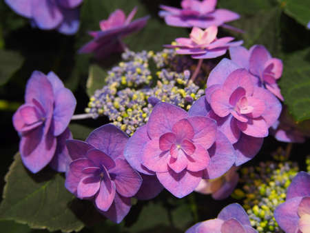 Double flowered Hydrangea macrophylla - bigleaf hydrangea, French hydrangea, lacecap hydrangea, hortensiaの写真素材