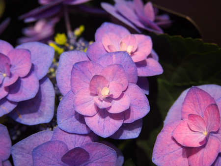 Double flowered Hydrangea macrophylla - bigleaf hydrangea, French hydrangea, lacecap hydrangea, hortensiaの写真素材