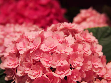 Double flowered Hydrangea macrophylla - bigleaf hydrangea, French hydrangea, lacecap hydrangea, hortensiaの写真素材
