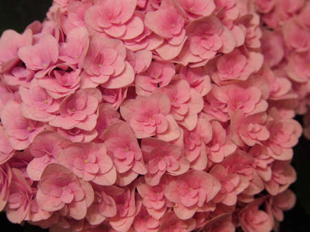 Double flowered Hydrangea macrophylla - bigleaf hydrangea, French hydrangea, lacecap hydrangea, hortensiaの写真素材