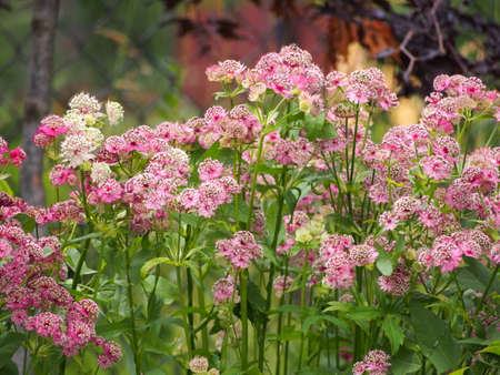 Blooming Astrantia major - great masterwortの写真素材