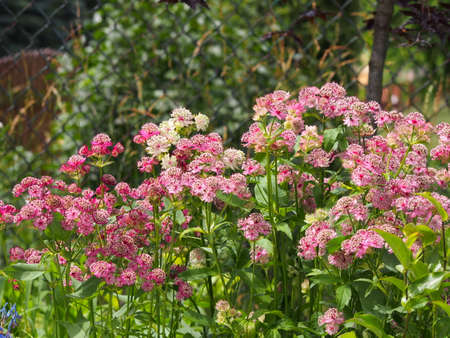 Blooming Astrantia major - great masterwortの写真素材