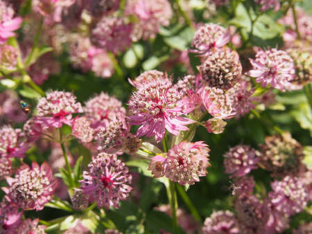 Blooming Astrantia major - great masterwortの写真素材