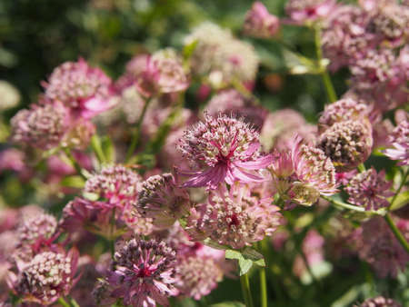 Blooming Astrantia major - great masterwortの写真素材