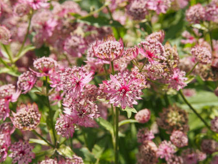 Blooming Astrantia major - great masterwortの写真素材